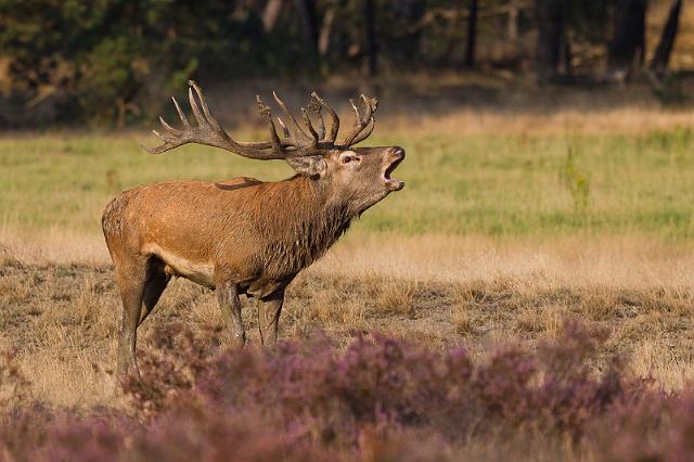 17 Hoge Veluwe, edelhert.jpg